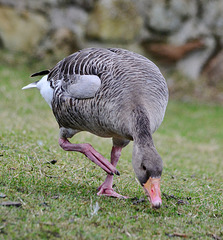 Goose Step!