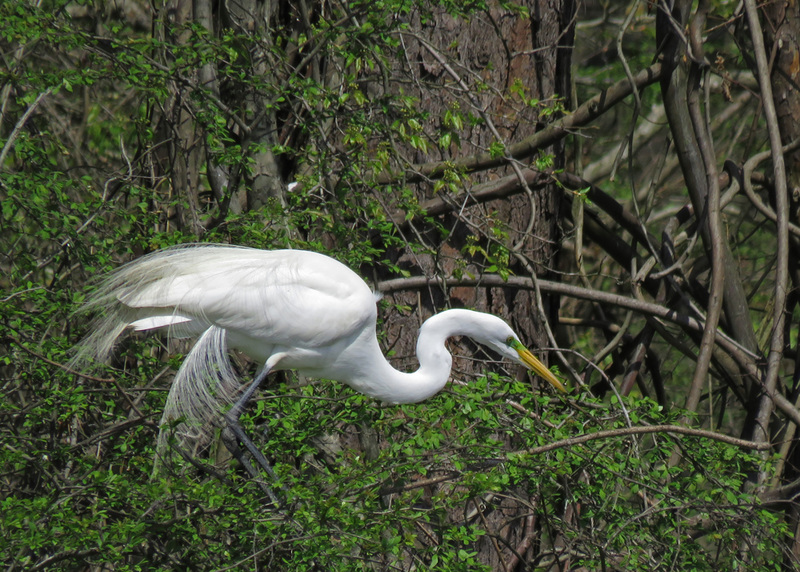 Great Egret