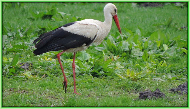 107/365 - Storch auf Futtersuche