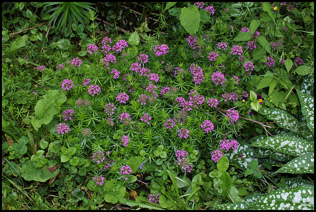 Crucianella stylosa -Phuopsis stylosa (2)