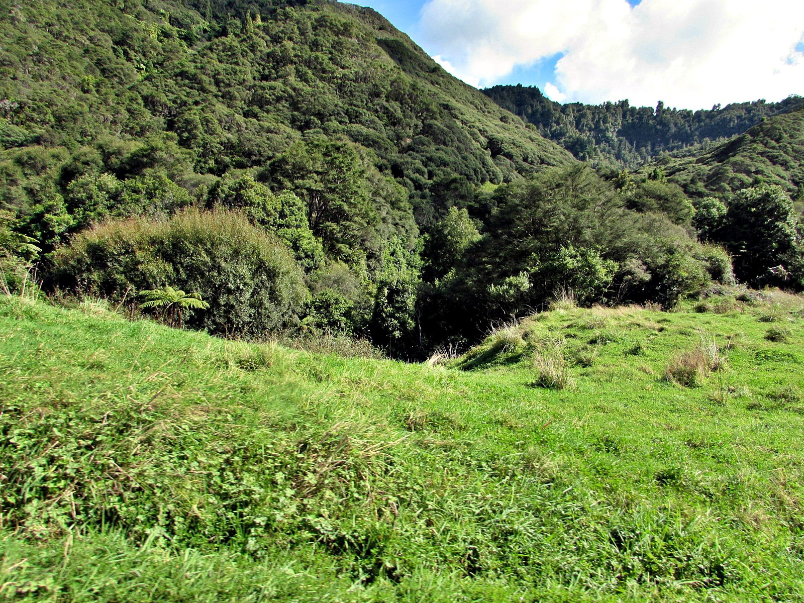 Green, Hill Country.