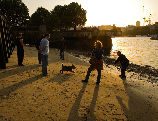 Doggie plays with long shadows