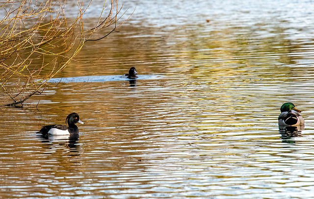 Tufted duck