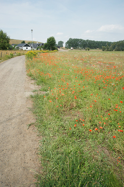 Poppies Near Kaseberga