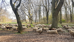 Köln - Schafsherde am Decksteiner Weiher