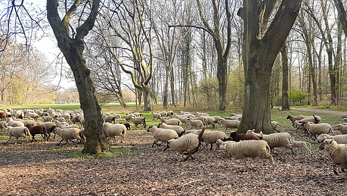 Köln - Schafsherde am Decksteiner Weiher
