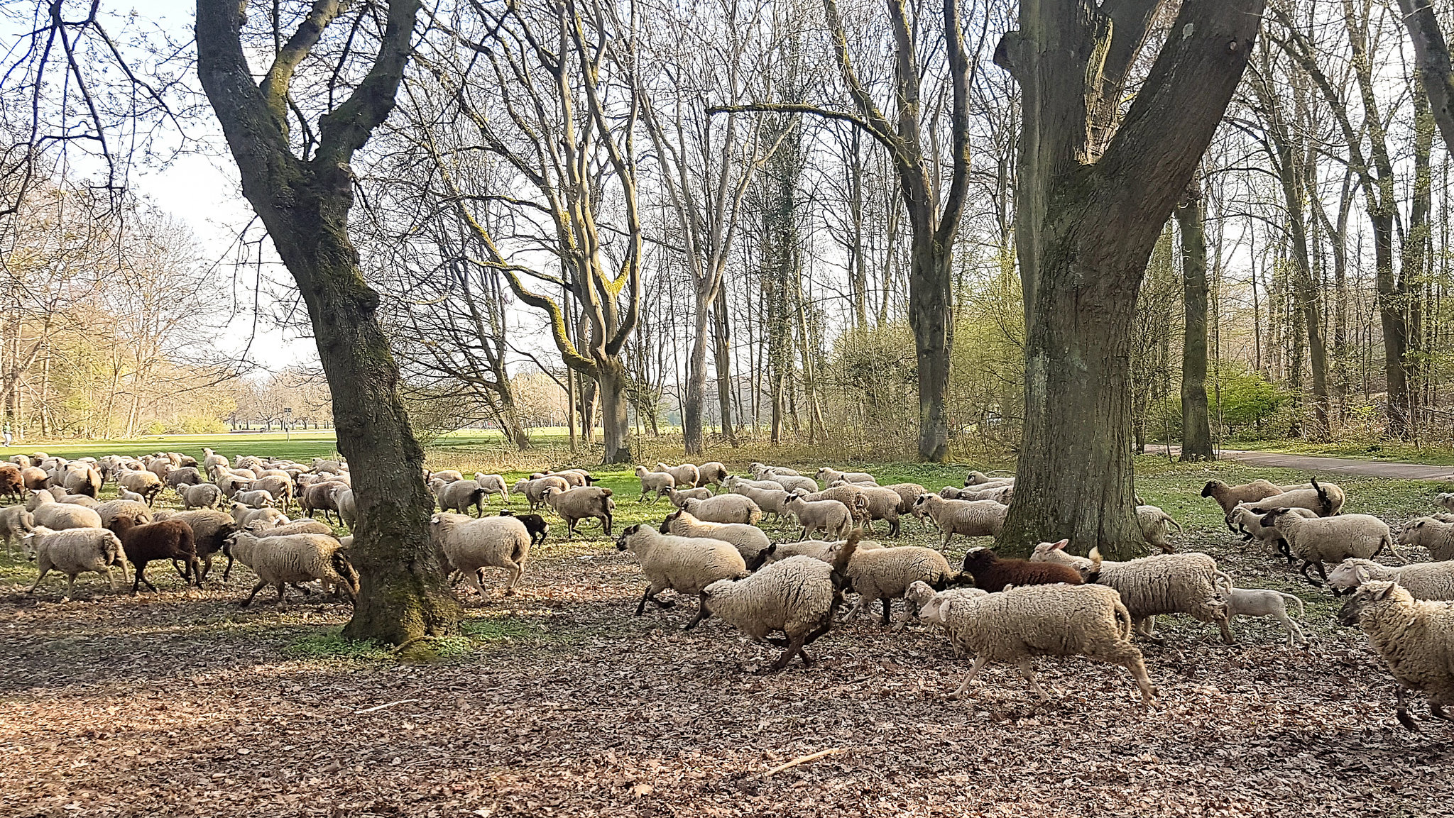 Köln - Schafsherde am Decksteiner Weiher