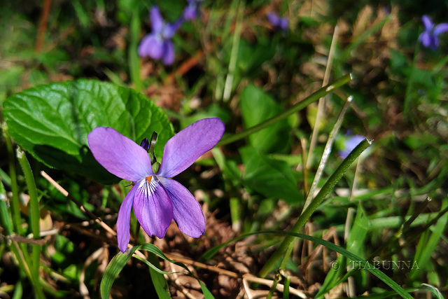 Purple Violet