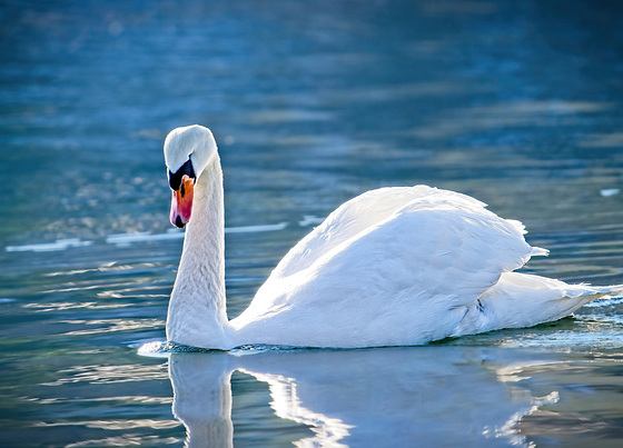 Ich komme euch entgegen geschwommen :))  I'll come swimming towards you :))  Je viens à votre rencontre à la nage :))