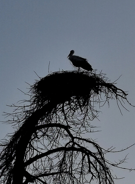 Cigogne.......   Alsace