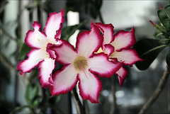 Adenium obesum, Desert rose, Monte Gordo