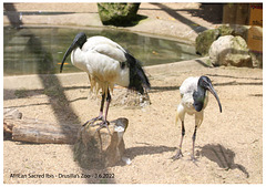 Ibis - African Sacred - Drusilla's - 3 6 2022