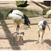 Ibis - African Sacred - Drusilla's - 3 6 2022