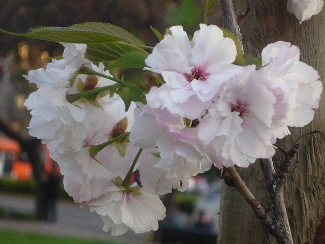 Cerezos en flor