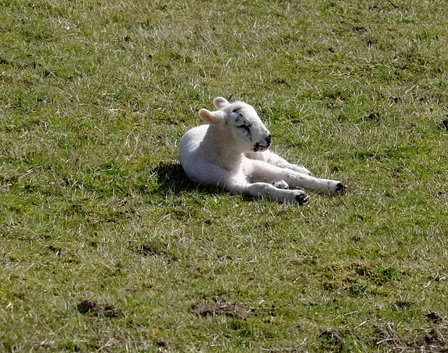 New born Lamb