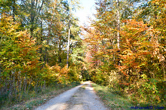 Herbstlicher Wald