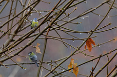 'Tite bleue  sous l'averse