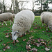 Les moutons du parc (3)