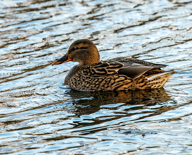 Shoveller duck