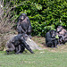 A group of chimps at Chester Zoo