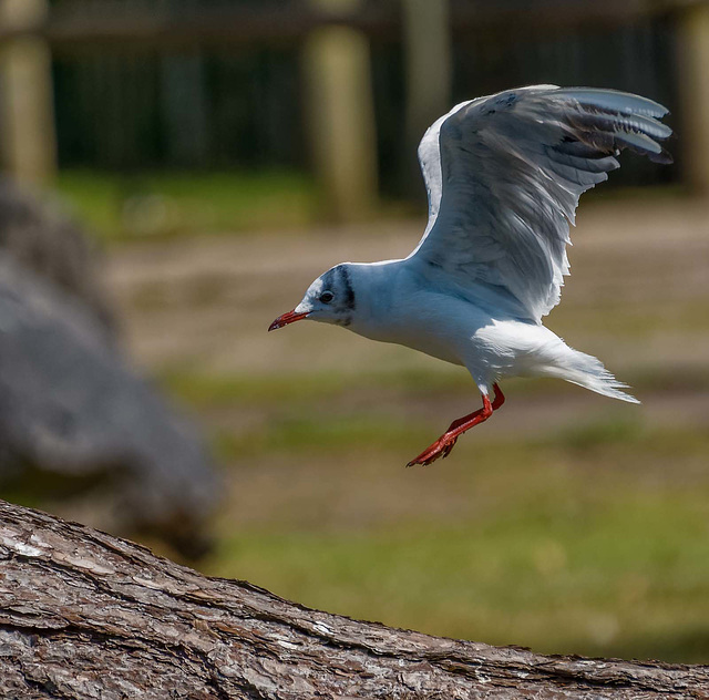 Coming in to land.