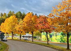 Farben des Herbstes am Straßenrand