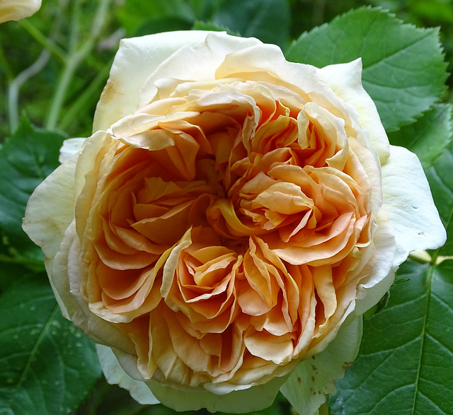 Orange rose