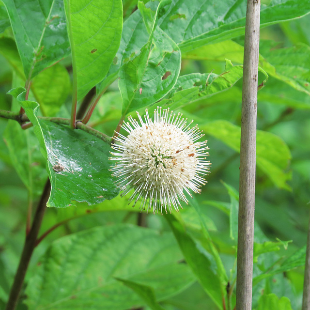 Buttonbush flower