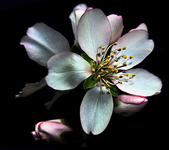 Bonne semaine fleurie et ensoleillée.