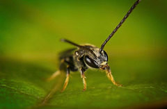 Die Biene  hat sich am Blatt niedergelassen :)) The bee has settled on the leaf :)) L'abeille s'est installée sur la feuille :))