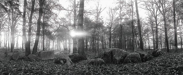 Herbstwald im Gegenlicht