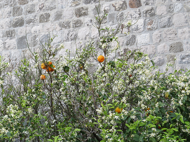 Dubrovnik : orangers aux pieds des remparts.
