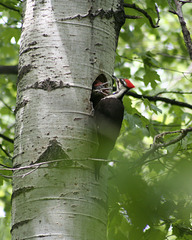 grand pic au nid / pileated woodpecker at nest