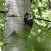 grand pic au nid / pileated woodpecker at nest