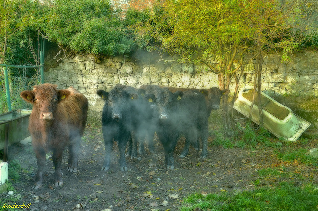 Friends on the Farm   /   Nov 2017