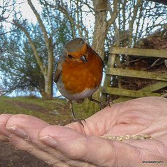 Ah! Sunflower seeds!