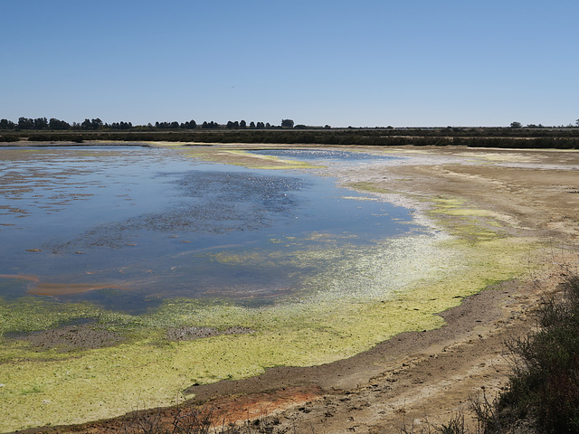 Lagune de la Ria Formosa, Faro (Portugal)