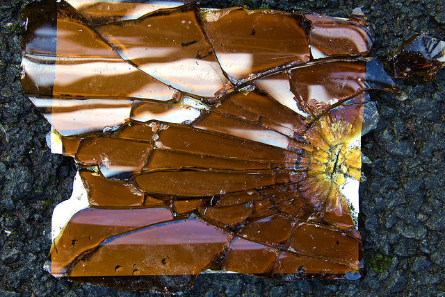 Broken Bottle......Or A Tortoiseshell Treasure Trove? Broken Bottle......Or A Tortoiseshell Treasure Trove?