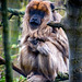 A grumpy looking monkey