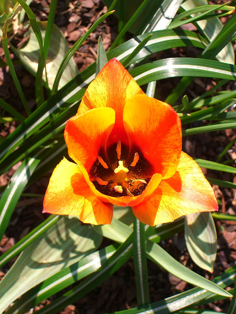 Tulip