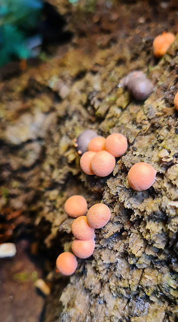 Slime Mold