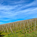 Weinberge im März