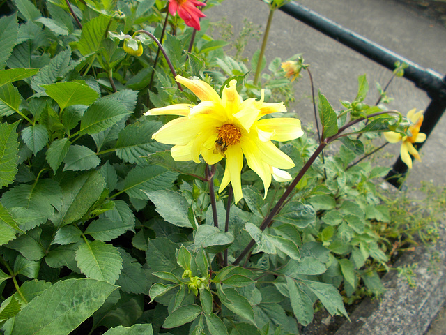 IoM[3] - yellow dahlia, plus a bonus bee