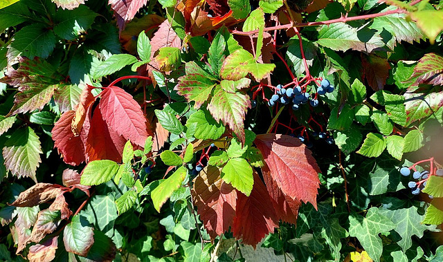 Vigne vierge *************