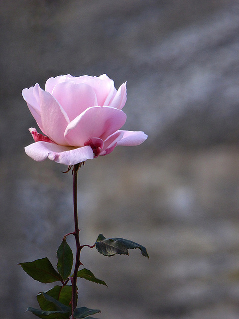 una rosa d'inverno