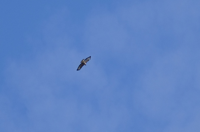 Buzzard over the CO-OP Car Park