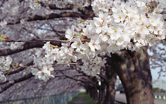 Sakura