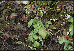 Epimedium Hagoromo