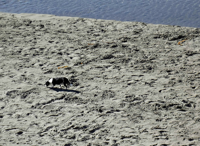 Beachcomber