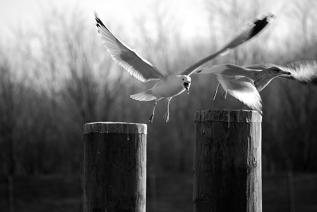 A Sea Gull Skirmish